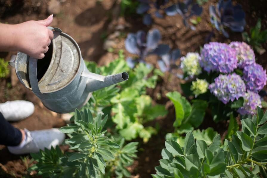 Hortensien werden ins Beet eingepflanzt